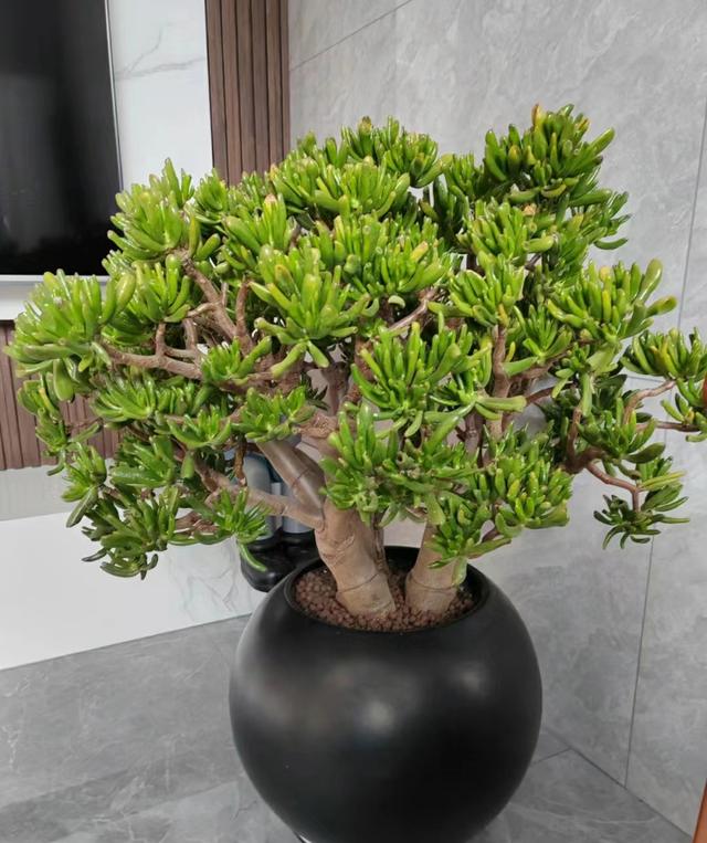 吸财树多肉已被拉入黑名单,原因有4点,花友们不要再养了