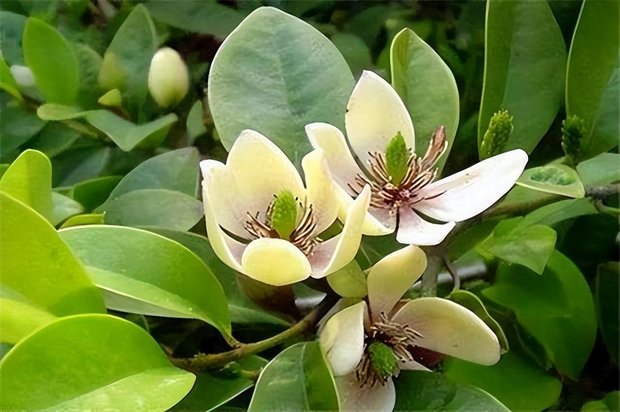 十二首唯美的含笑花诗词,暗折花房须日暮,遥将香气报人知