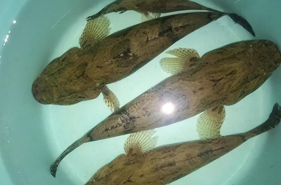 让钓鱼佬咬牙切齿的"趴地虎"最大能长到多大?真的没有价值吗?