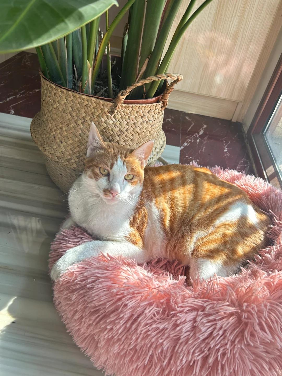 猫咪呕吐粉色液体可能暗示着哪些健康问题?