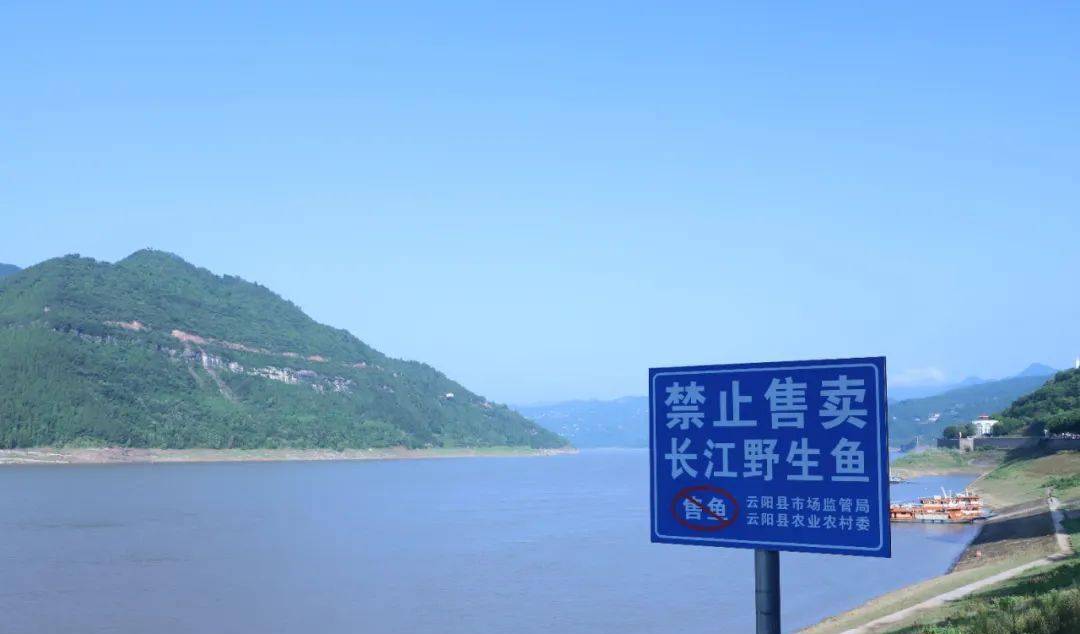 长江禁渔十年,却不禁止钓鱼?为何要对钓鱼佬"特殊优待"呢?