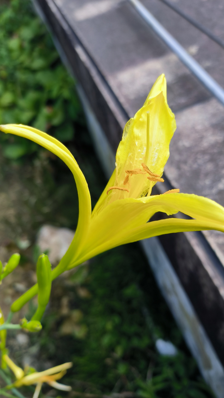 这才是真正的金针花,又名黄花菜,忘忧草,萱草.