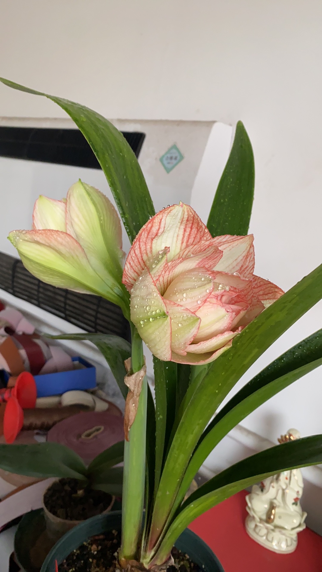 朱顶红之爱的承诺