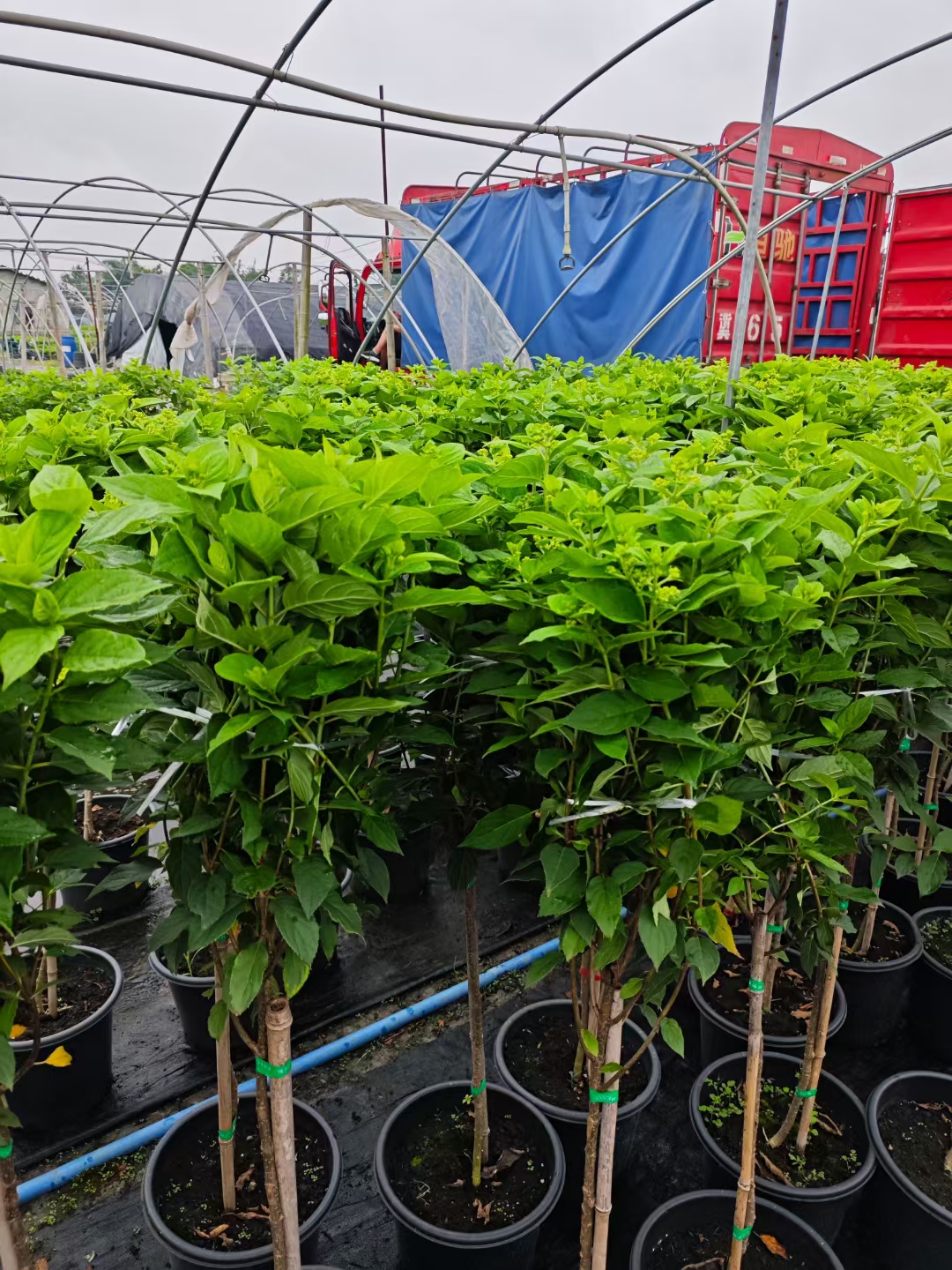 圆锥绣球独杆高分枝北极熊棒棒糖