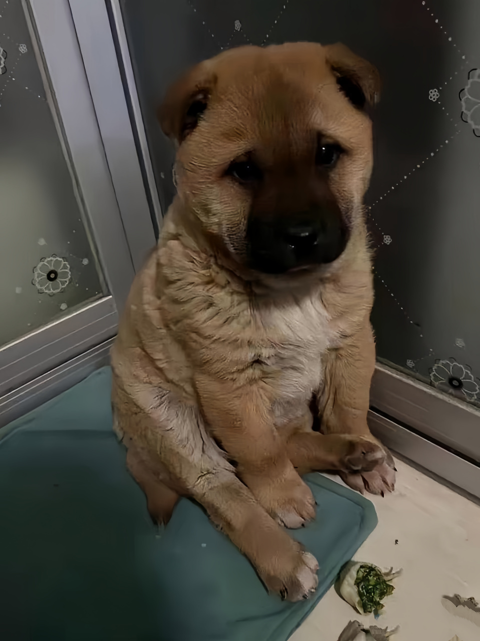 都说小土狗好养,可为什么我们家二个月大的小土狗却这么挑食呢?