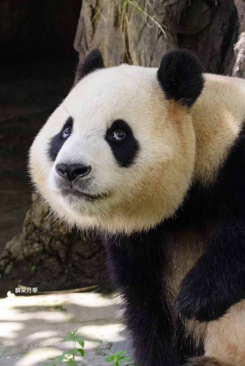 不知道为什么特别爱看福宝翻白眼,哈哈哈哈哈,感觉超可爱而且古灵精怪