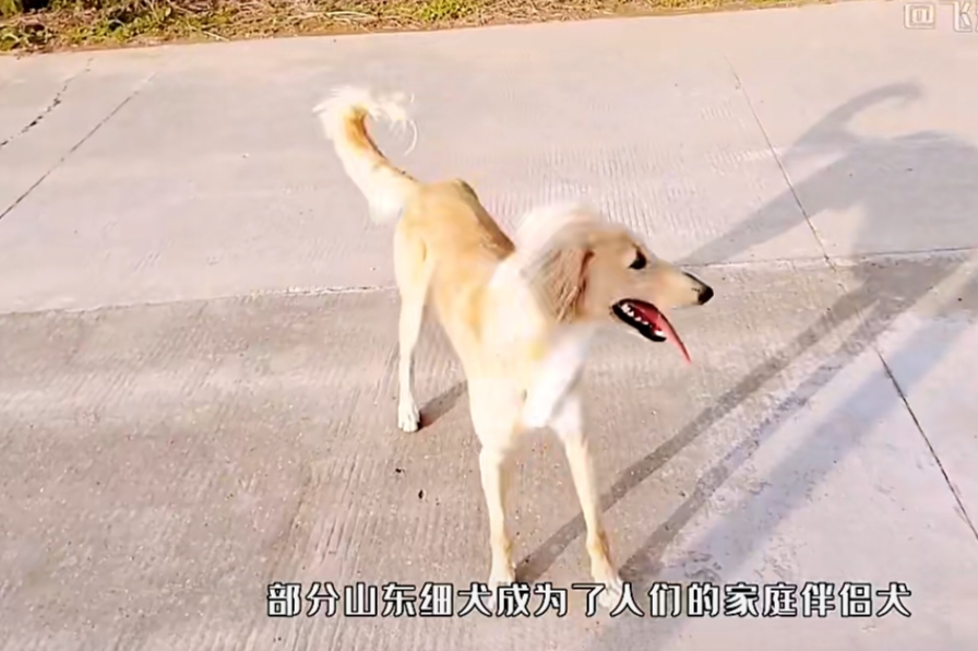 山东细犬,也称山东猎犬或山东细狗,是一种地方名犬,主要产于山东省的