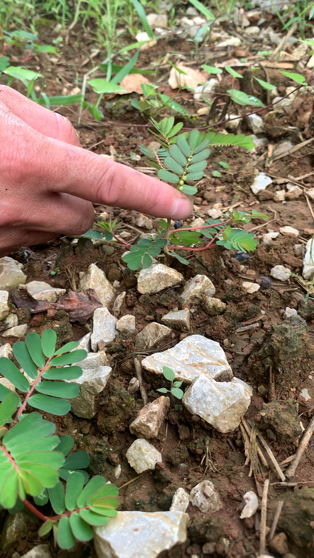 叶下珠它的叶下椭圆形果像珠子长在叶子下面