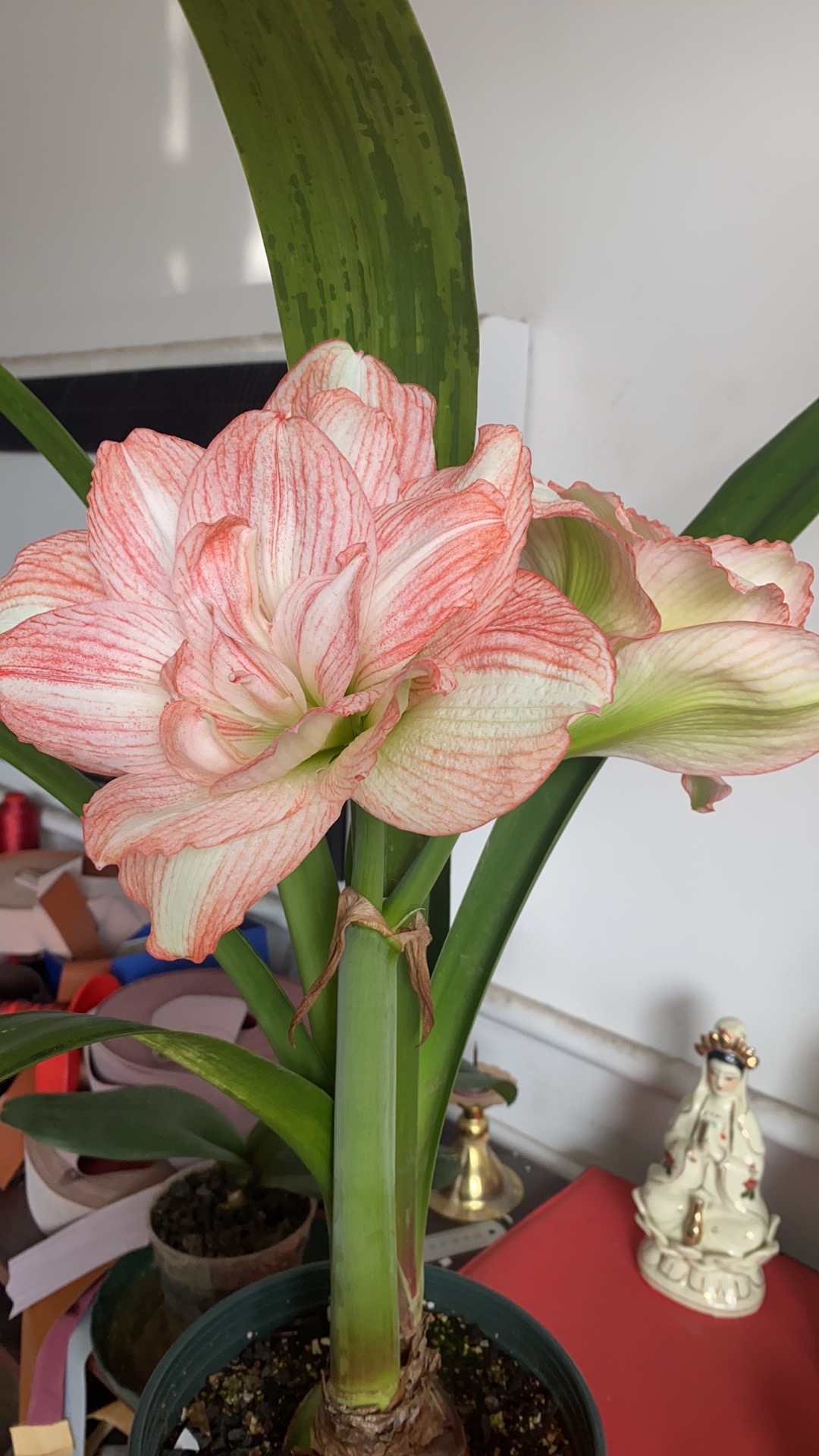 朱顶红之爱的承诺