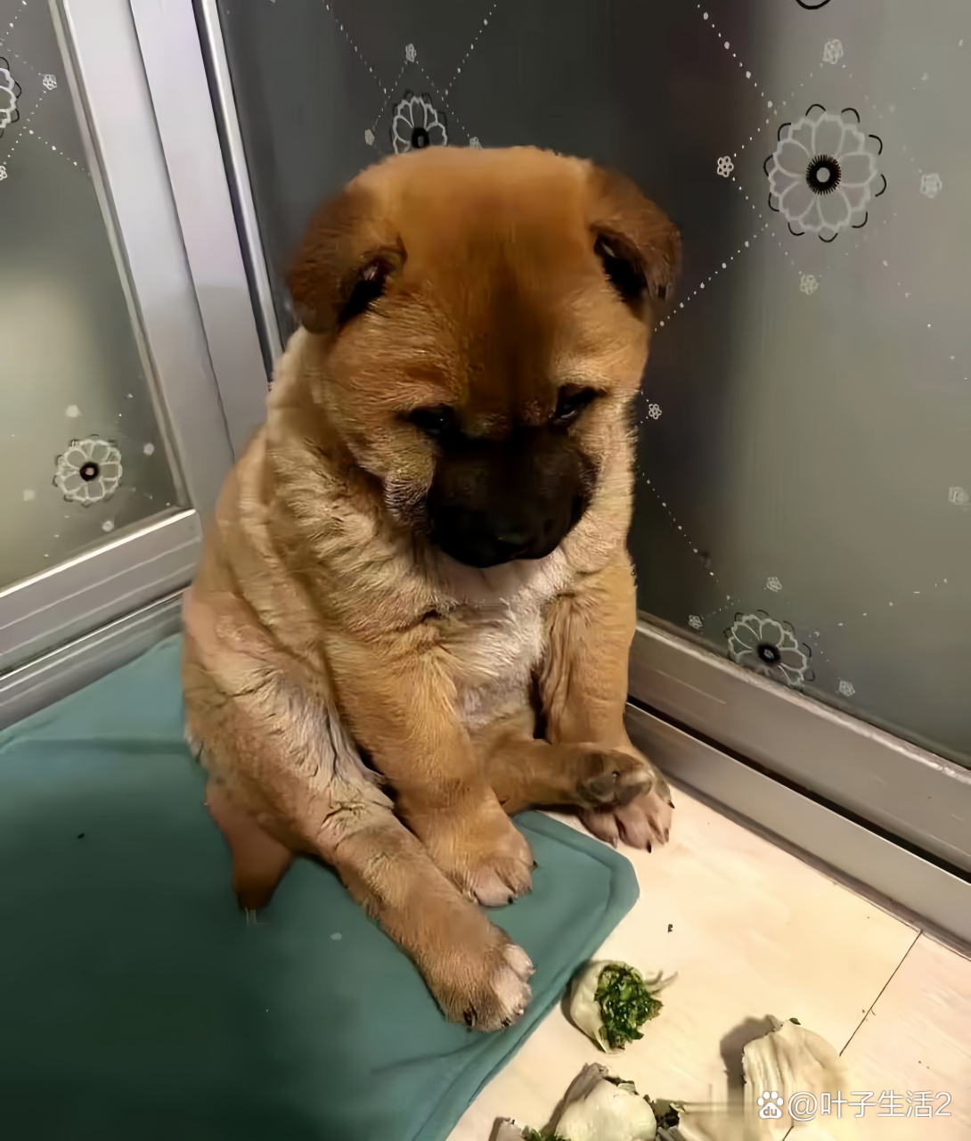 都说小土狗好养,可为什么我们家二个月大的小土狗却这么挑食呢?