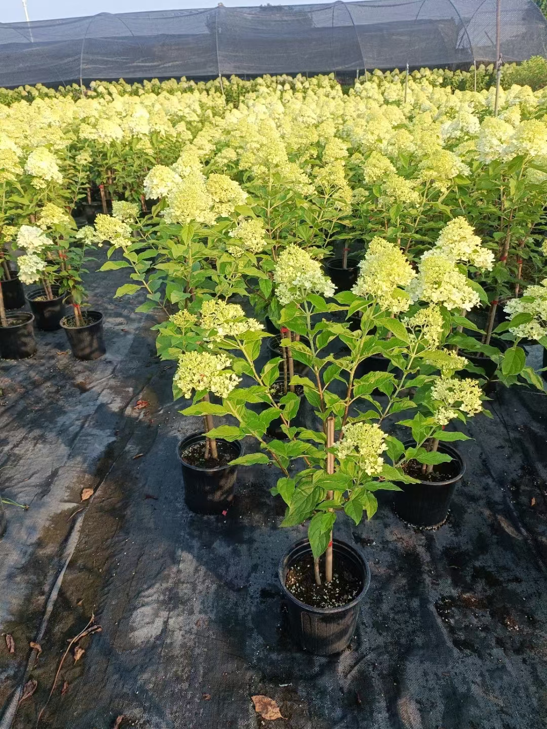 圆锥绣球独杆高分枝北极熊棒棒糖