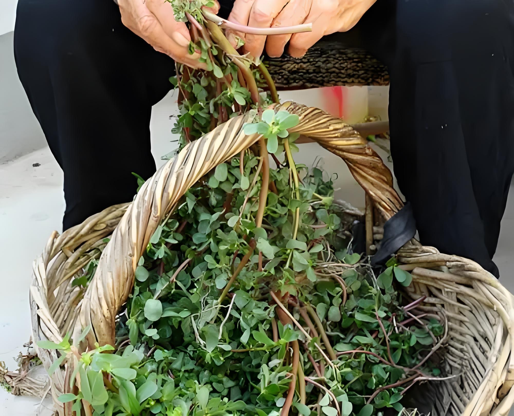 七月份野菜来袭 马齿苋