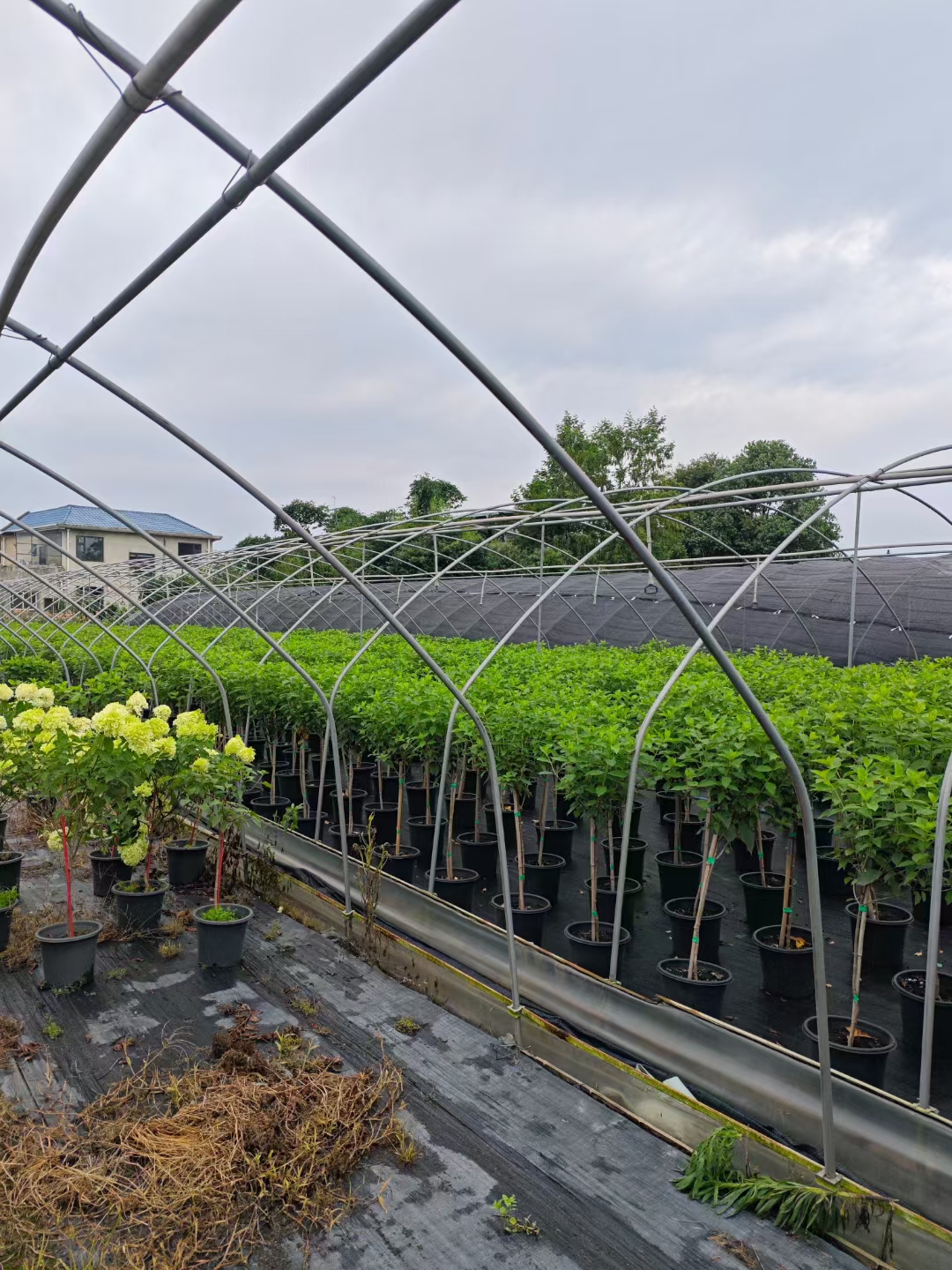 圆锥绣球独杆高分枝北极熊棒棒糖