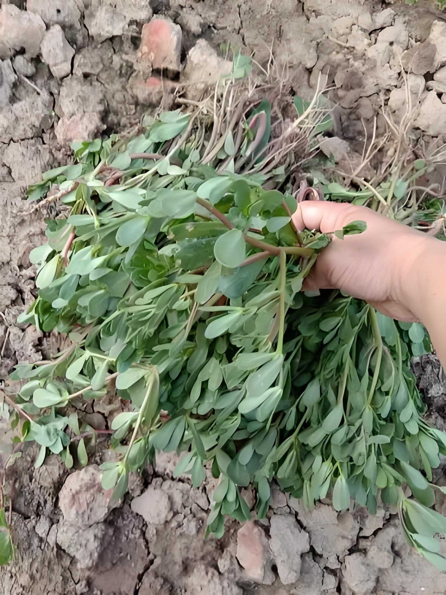 七月份野菜来袭 马齿苋