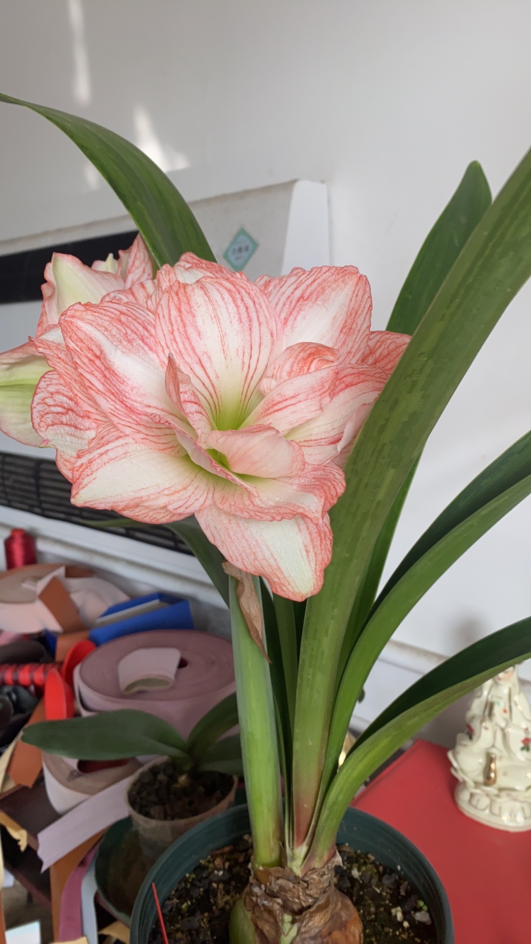 朱顶红之爱的承诺