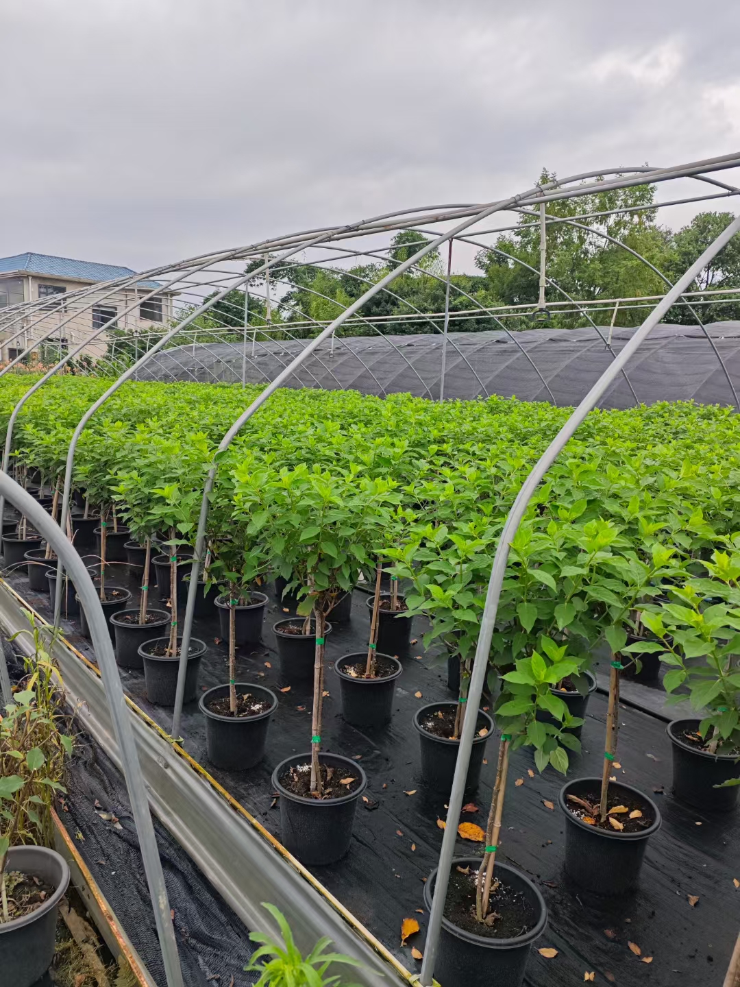 圆锥绣球独杆高分枝北极熊棒棒糖