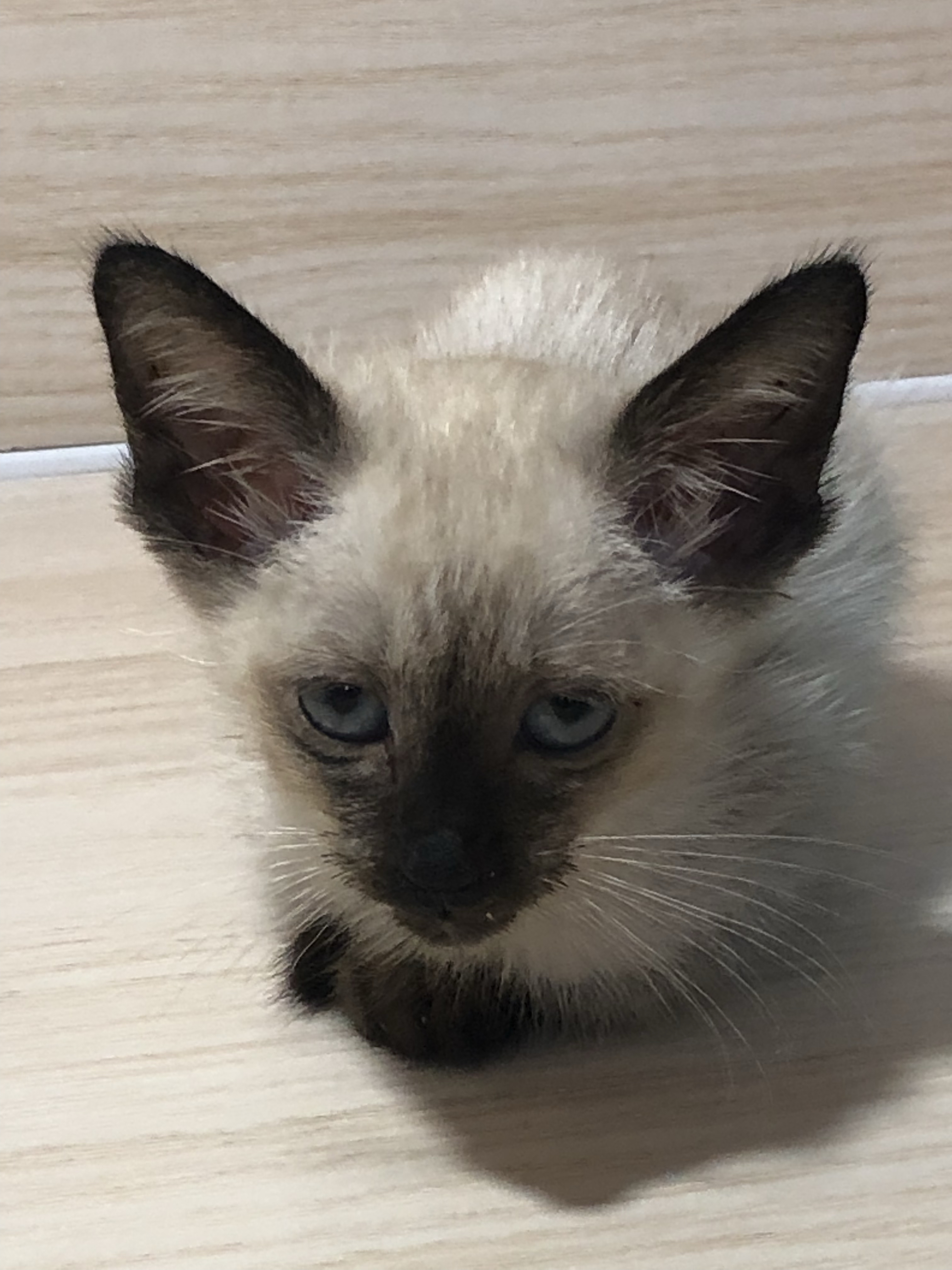 在一处猫店,我的目光被一只猫咪牢牢吸引