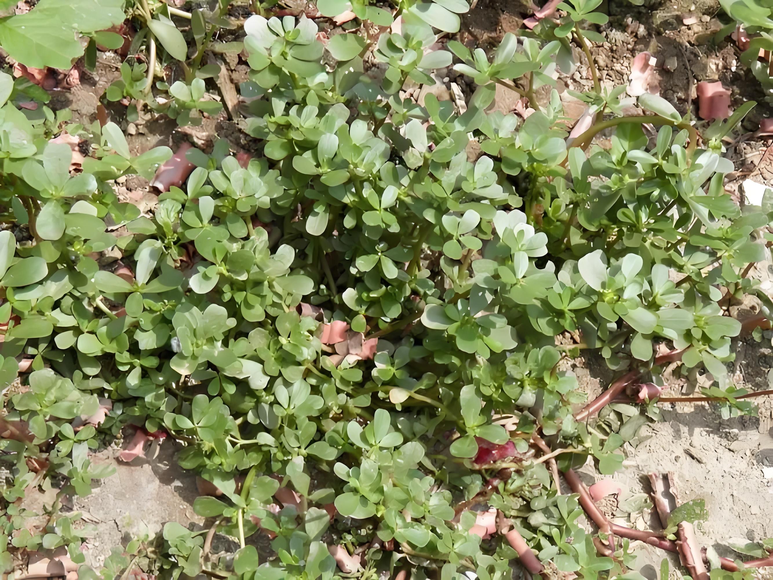 七月份野菜来袭 马齿苋