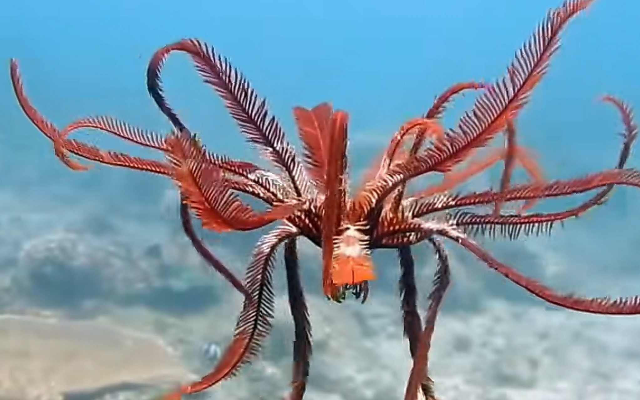 这个长得像鸡毛毽的生物叫"海羽星",没有心肺和大脑,却有性别之分