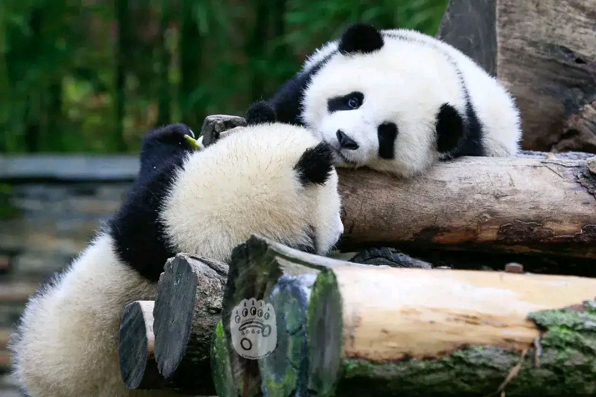 国宝 | 呆萌熊猫 竹林深处,熊猫慵懒地趴在树上,它的表情仿佛在诉说着