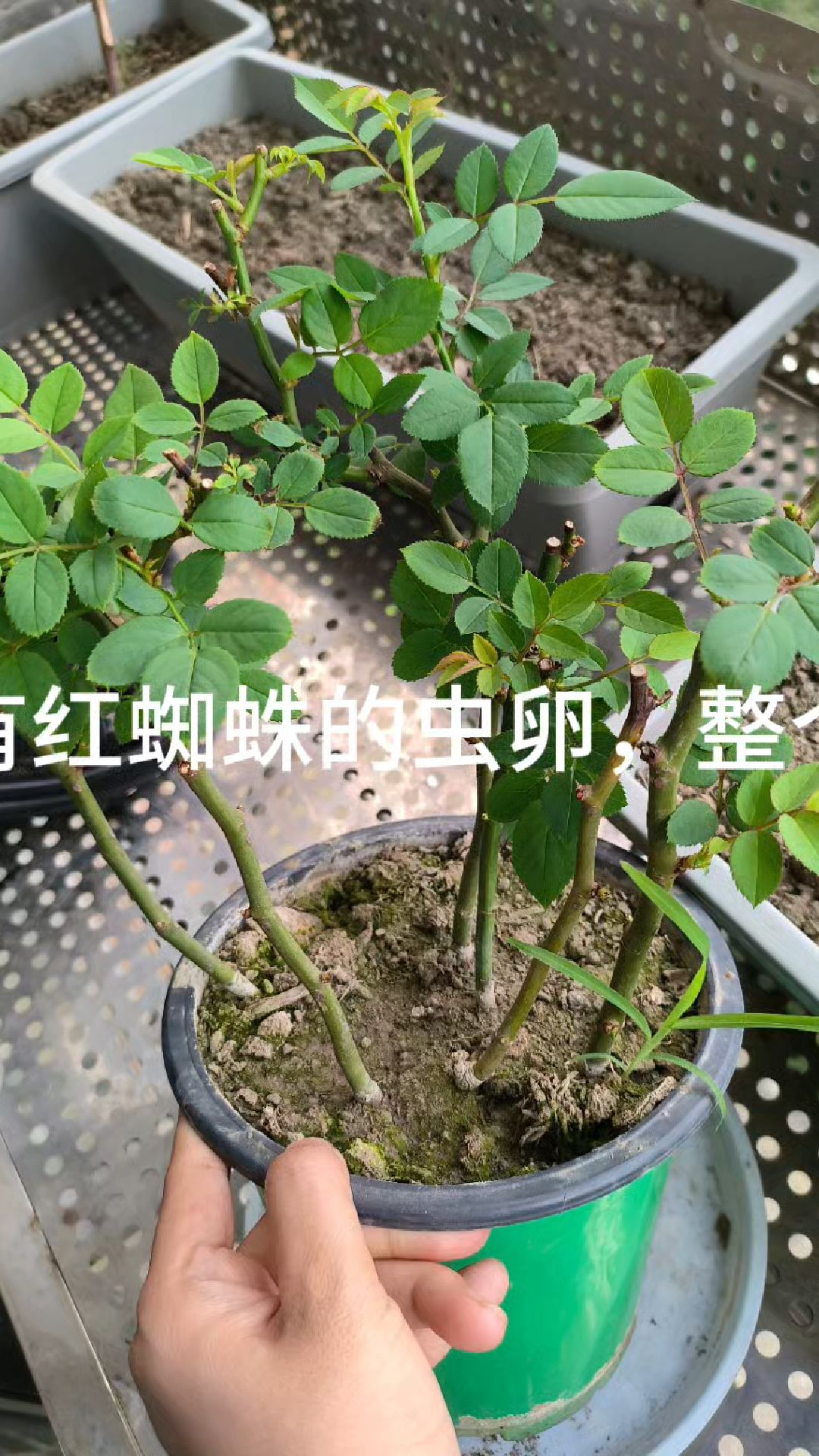 讨厌的红蜘蛛,竟然吃我那美丽的的月季花