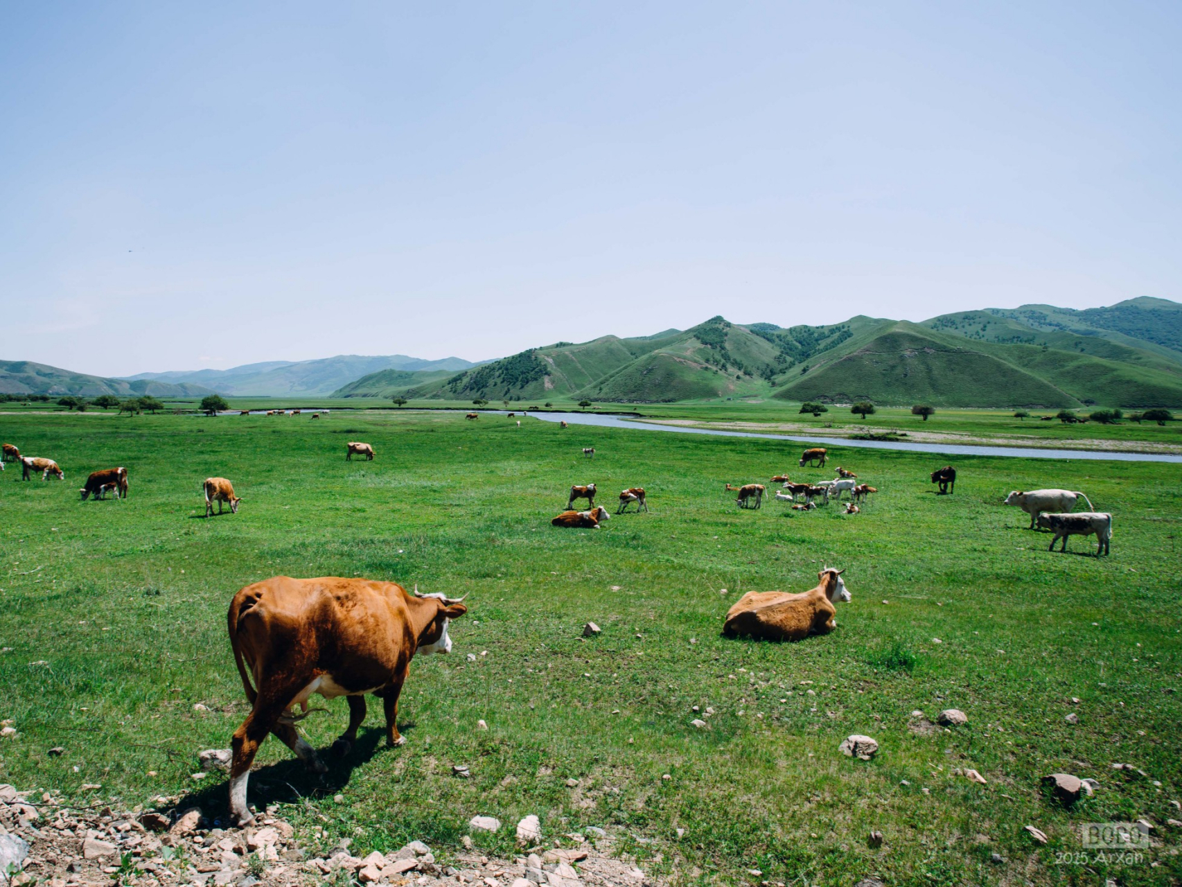 活力内蒙古#科尔沁草原:是通辽的骄傲,这里的牛羊成群,马儿奔腾,构成