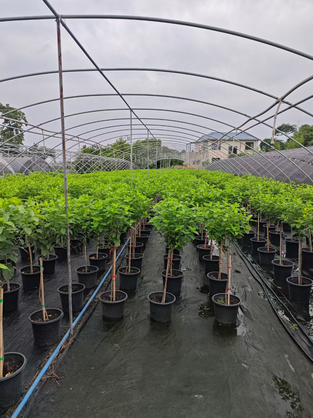 圆锥绣球独杆高分枝北极熊棒棒糖