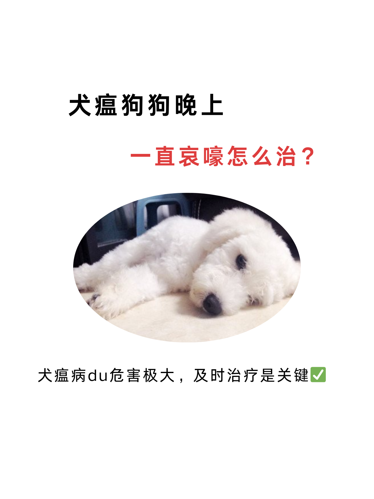 狗狗犬瘟晚期太痛苦了图片