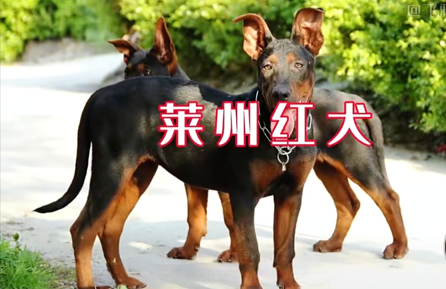 莱州红犬是中国本土的一种大型犬种,具有强壮的体格和敏捷的动作.