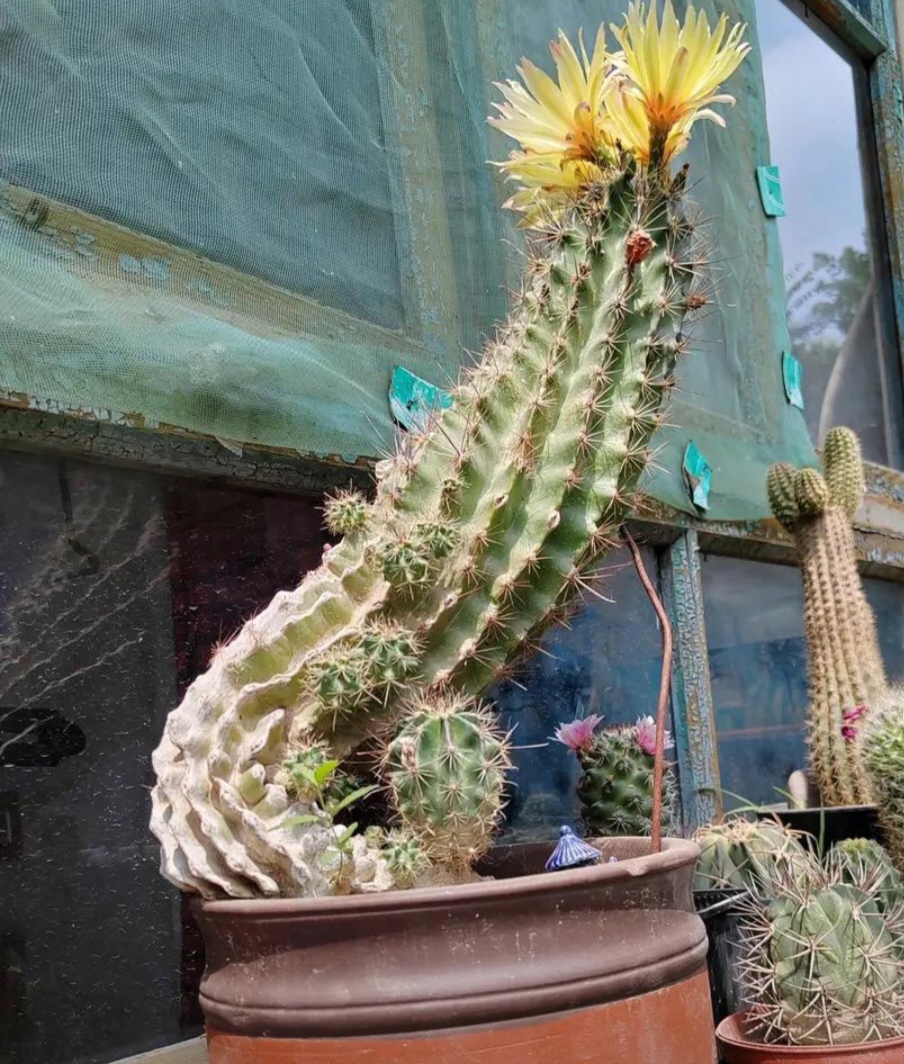 它开的花是龙王仙人球开花图片几种颜色龙王仙人球龙王球仙人球仙人球