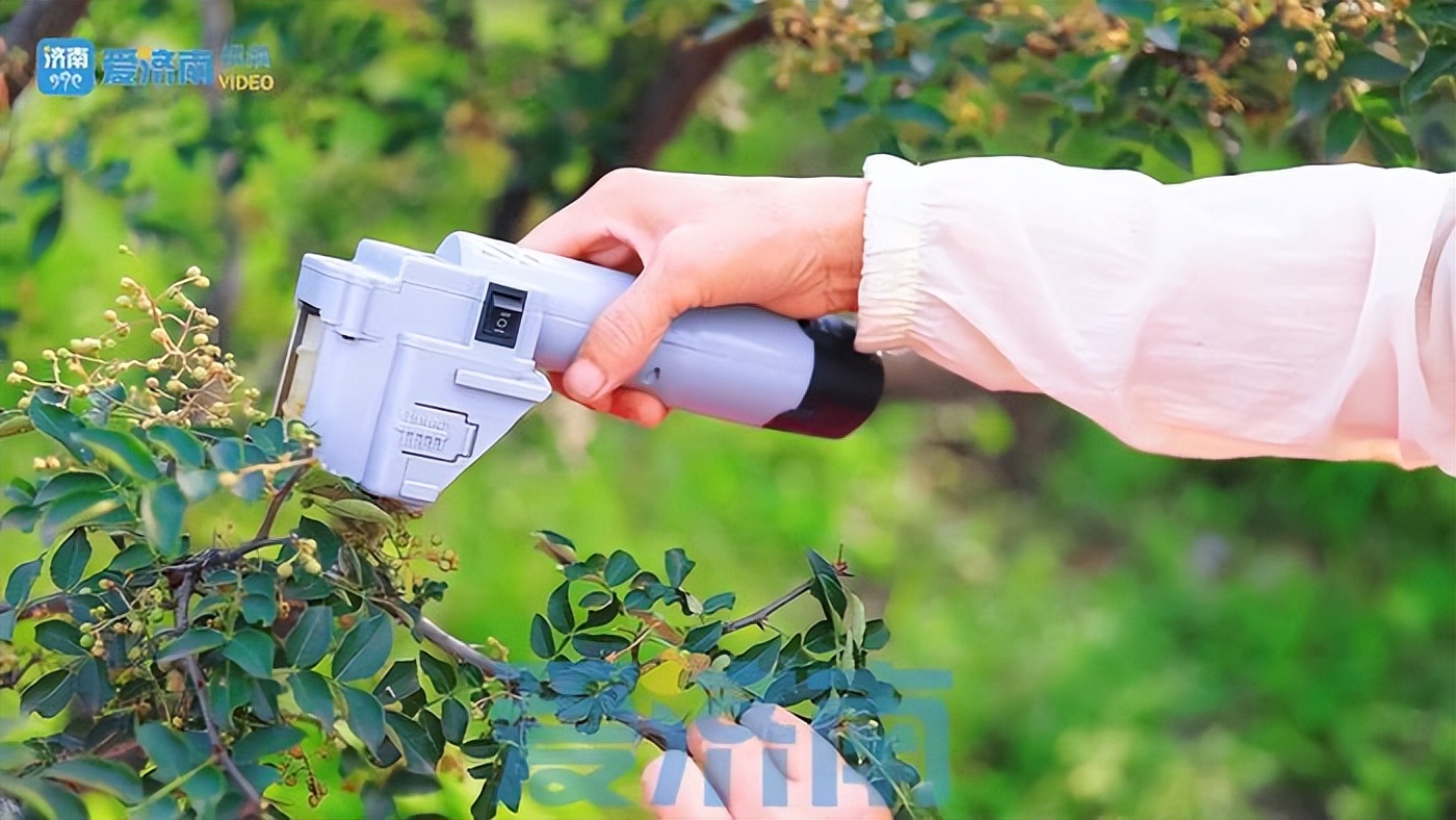 五年花费四十万!莱芜六旬老农发明电动花椒采摘机