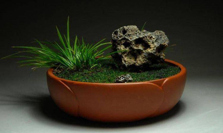 有禅意,能配景,能成景的盆景之一菖蒲