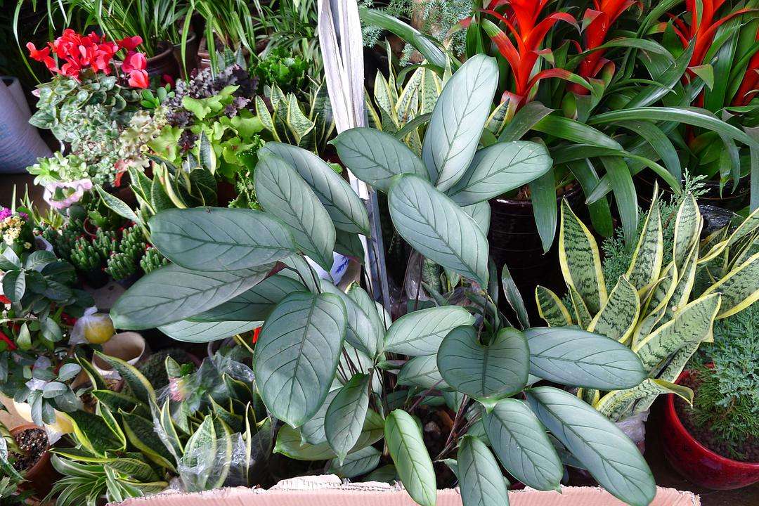 室内光照不足,选这10种耐阴花,皮实耐看,感受阴生花境的魅力