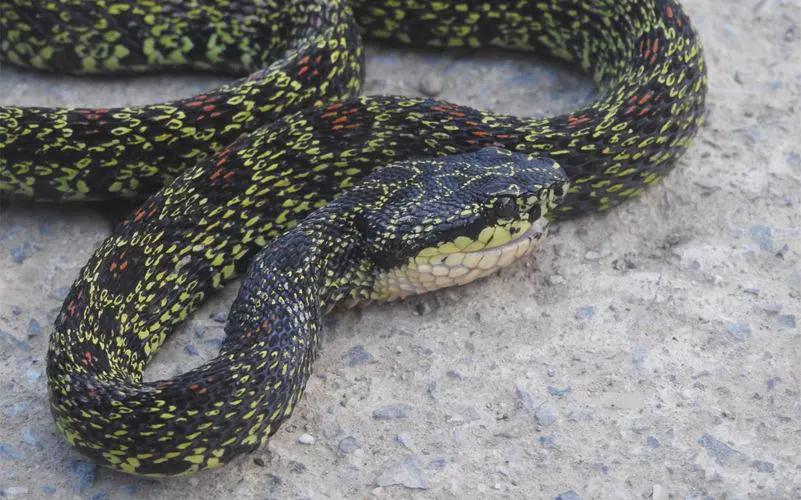 最强拟态!菜花原矛头蝮,太像黄黄的菜花啦,我国剧毒蛇!