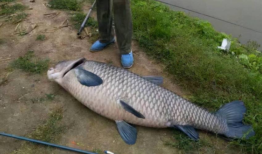 难以置信!云南抚仙湖"青鱼阵"再现,钓鱼人都哭了,咋这么多?