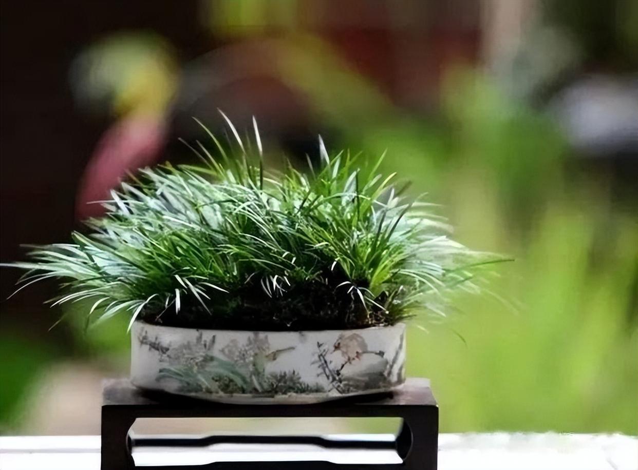 有禅意,能配景,能成景的盆景之一菖蒲