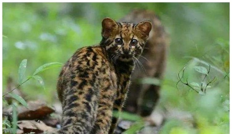 福建天宝岩发现"飞虎",长得像树狗,住20米高的树洞,可滑翔