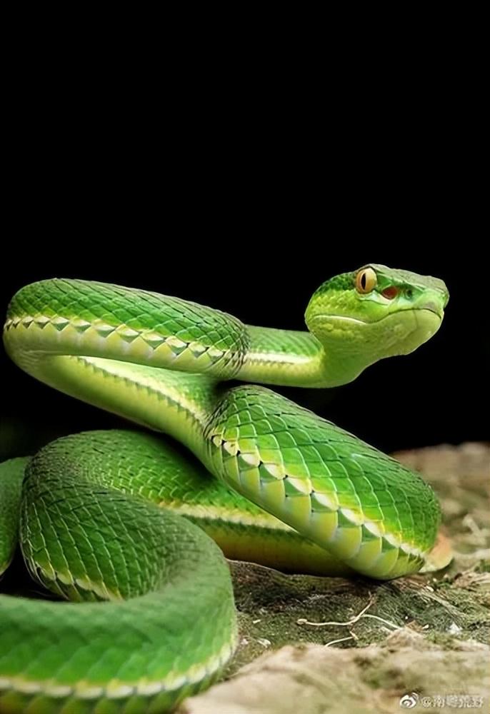 福建竹叶青是中国分布最广,数量最多的一种竹叶青蛇