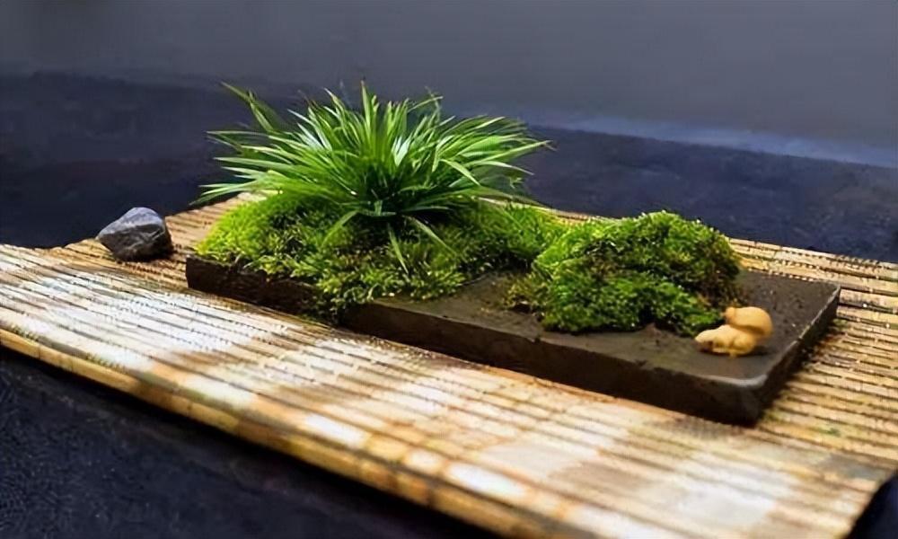 有禅意,能配景,能成景的盆景之一菖蒲