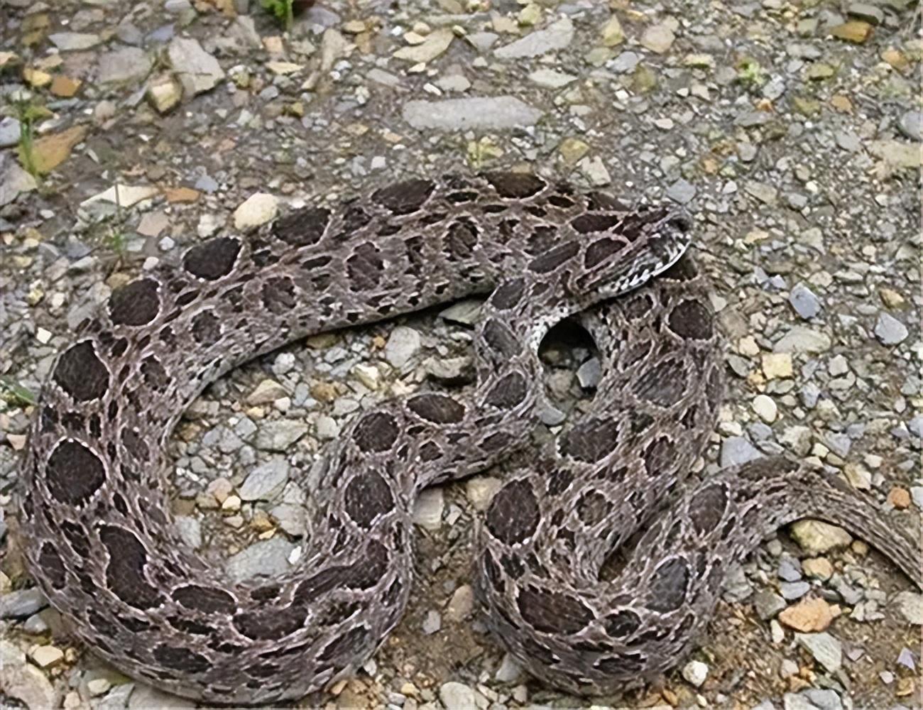 长白山毒王白眉蝮蛇,咬一口排毒200毫克(能杀人也能治病)