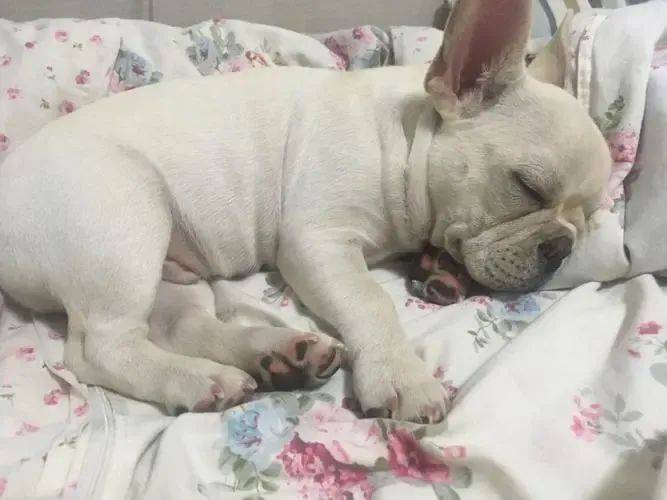 狗狗的8种睡姿:通过睡姿解读,暗示了它们的幸福感!