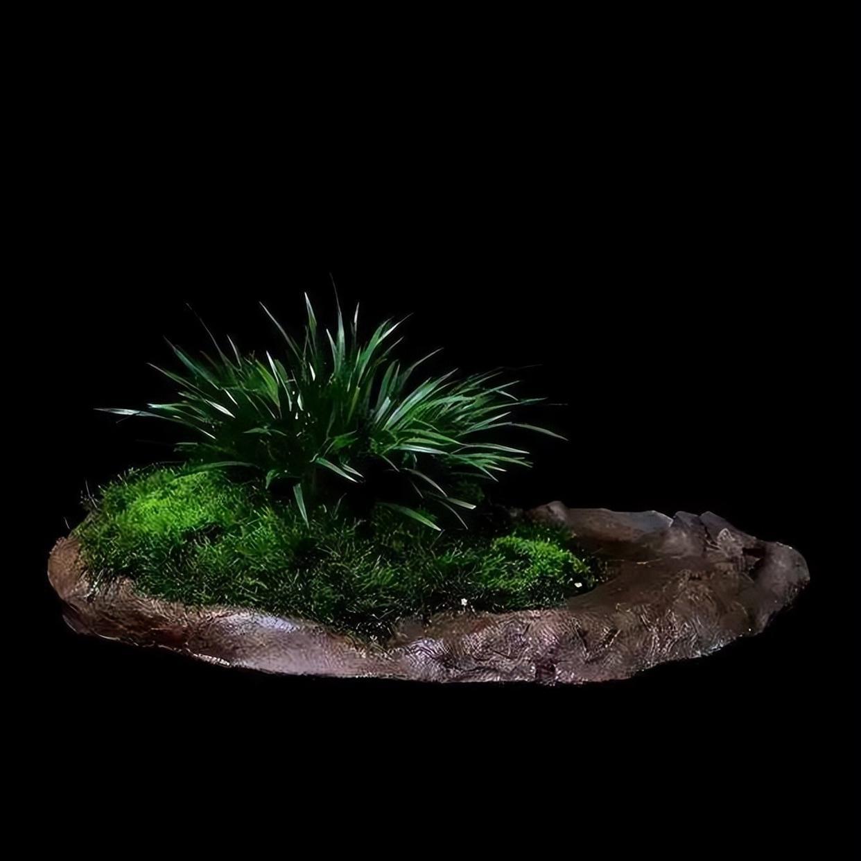 有禅意,能配景,能成景的盆景之一菖蒲