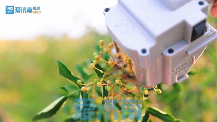 五年花费四十万!莱芜六旬老农发明电动花椒采摘机