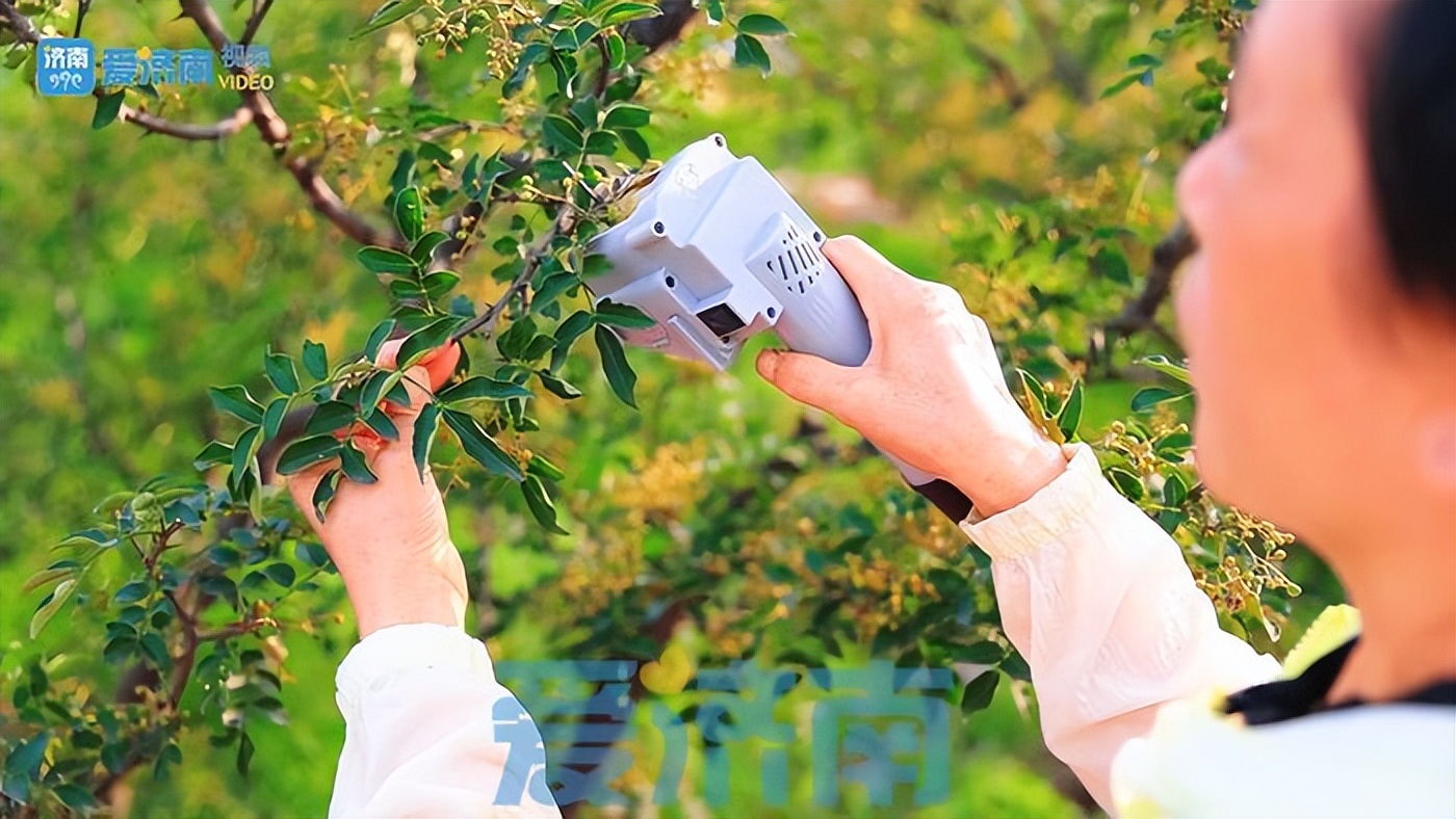 五年花费四十万!莱芜六旬老农发明电动花椒采摘机