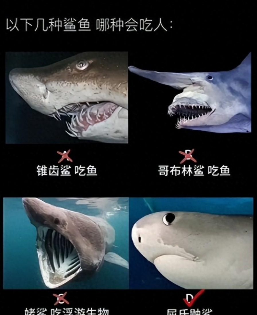 不要再以貌取鲨!长相凶残的鲨鱼是弱鸡,最可爱的那种最恐怖!