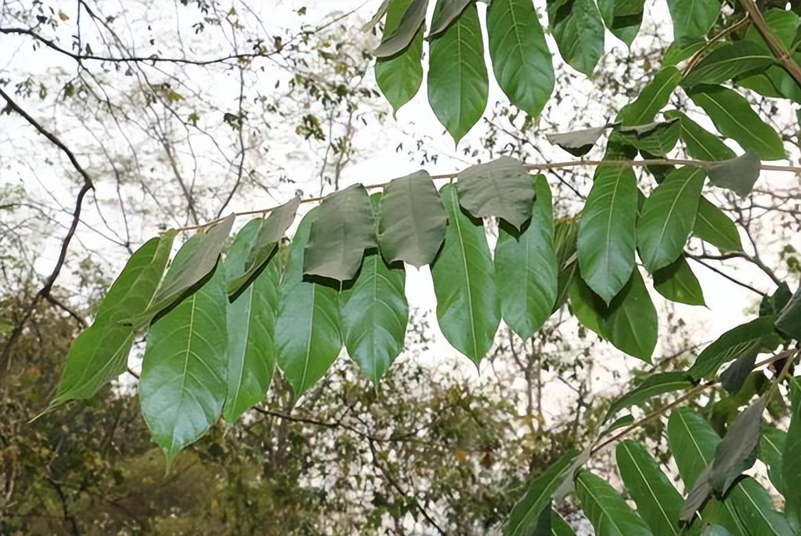 有毒的树木图片大全图片