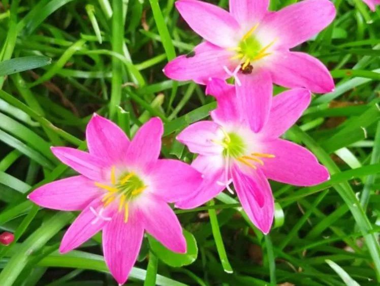 韭菜莲:一方草药,诉说着南美的风情与中土的神韵