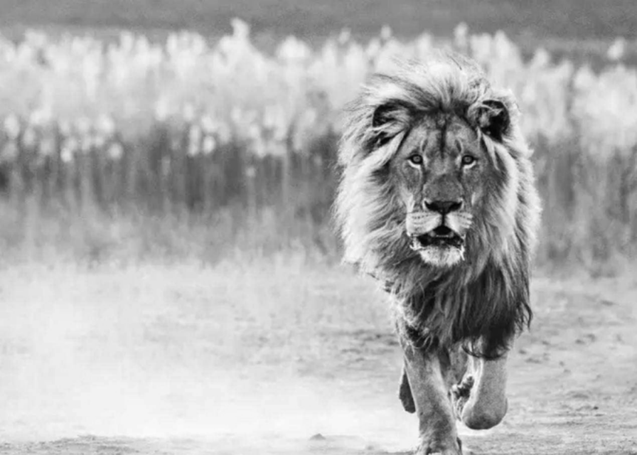 狮中败类希尔达,幼年差点饿死,被老雌狮收养,长大后却害死遗孤