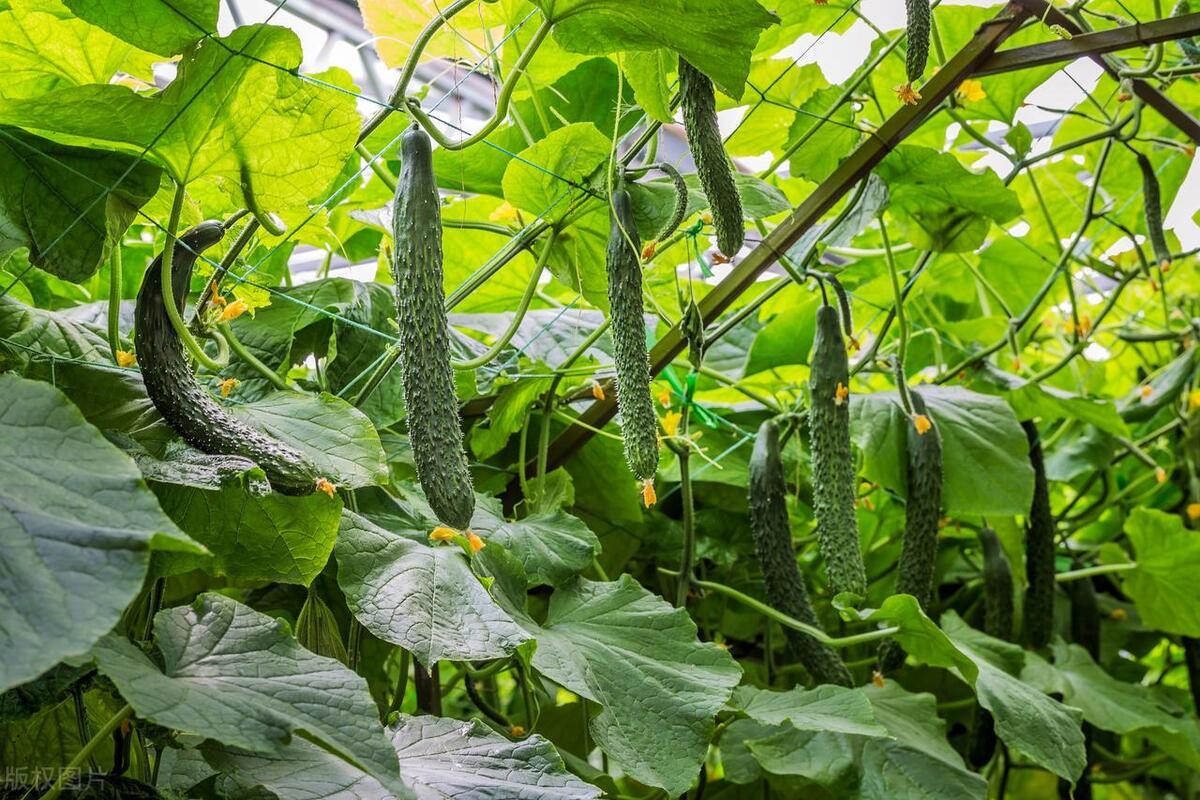 豆角,又称豇豆,是夏季至秋季的常见蔬菜.