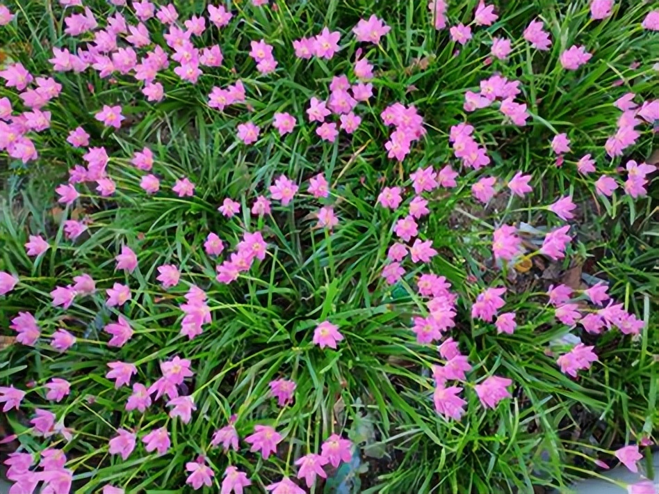 韭菜莲:一方草药,诉说着南美的风情与中土的神韵